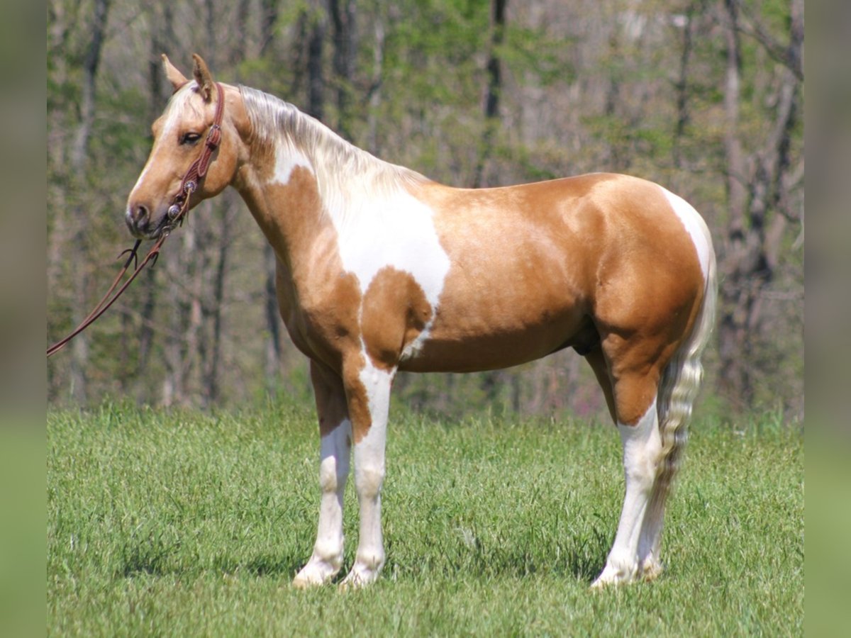 American Quarter Horse Wallach 8 Jahre Tobiano-alle-Farben in Rineyville Ky