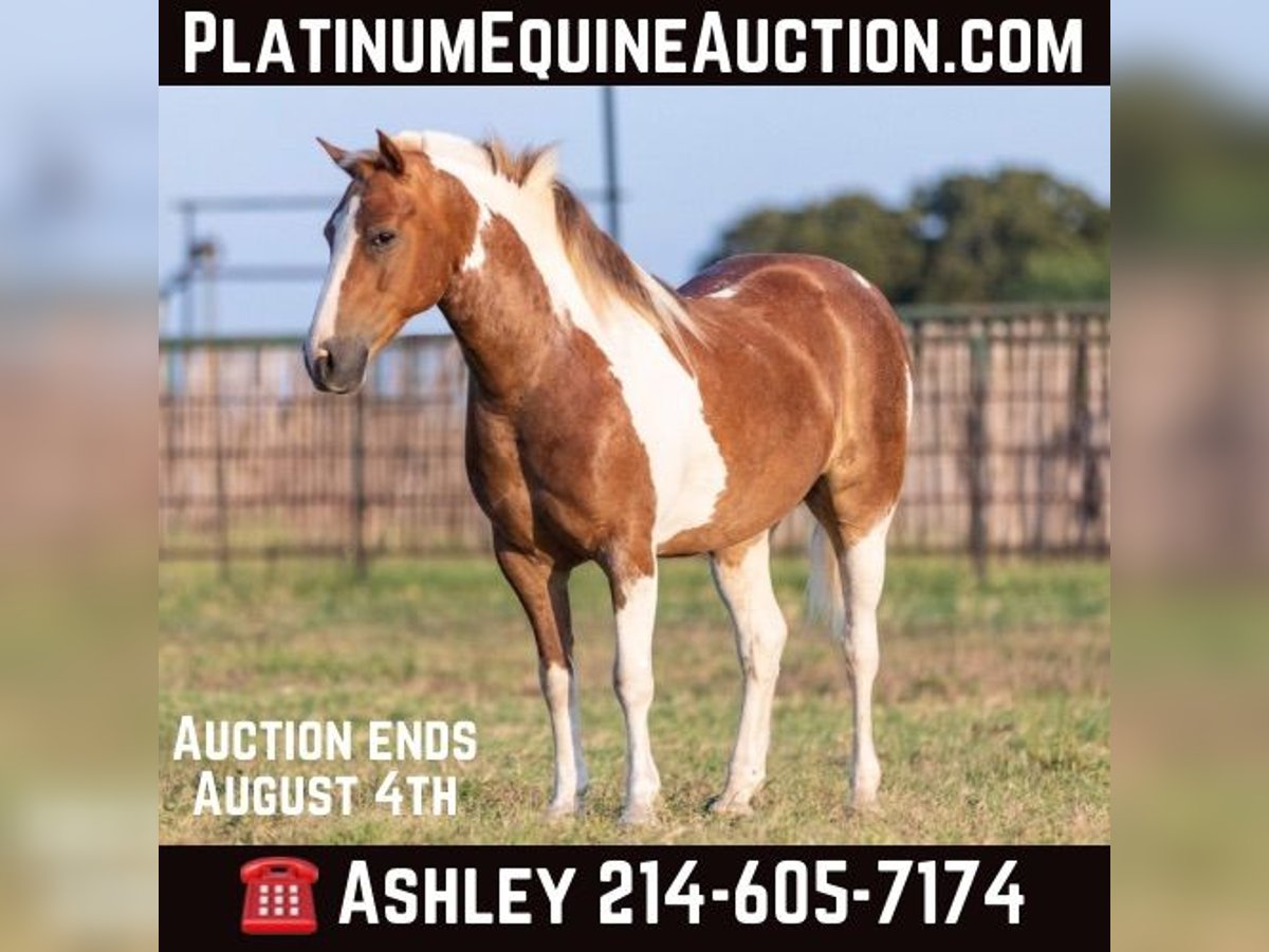 American Quarter Horse Wallach 9 Jahre 127 cm Tobiano-alle-Farben in Weatherford TX