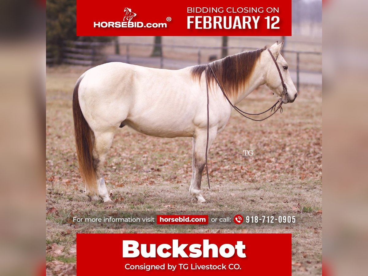 American Quarter Horse Wallach 9 Jahre 147 cm Buckskin in Sallisaw