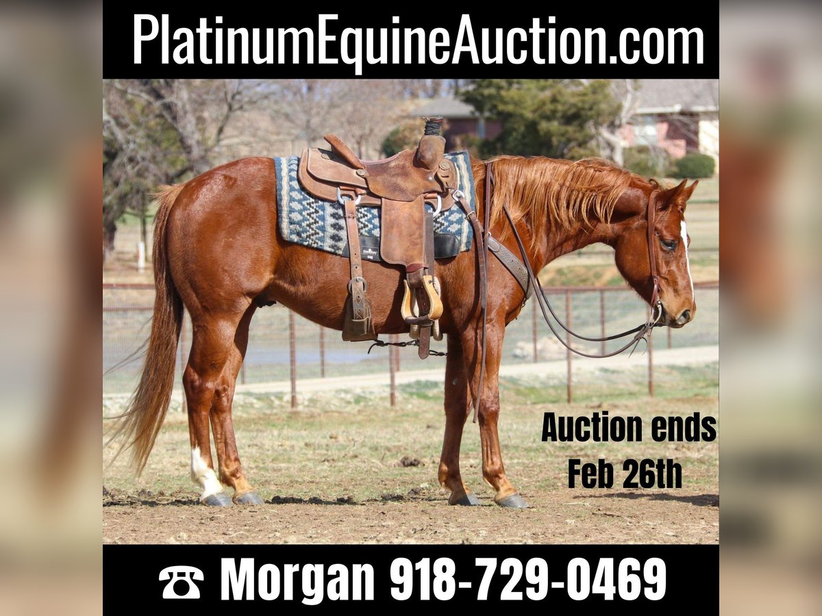 American Quarter Horse Wallach 9 Jahre 147 cm Rotfuchs in Cleburne TX