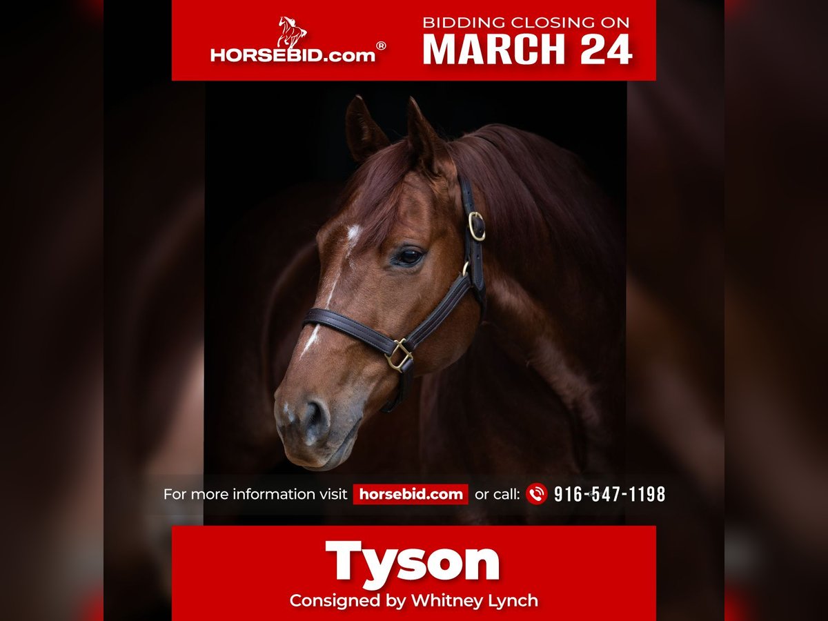 American Quarter Horse Wallach 9 Jahre 147 cm Rotfuchs in Whitesboro, TX