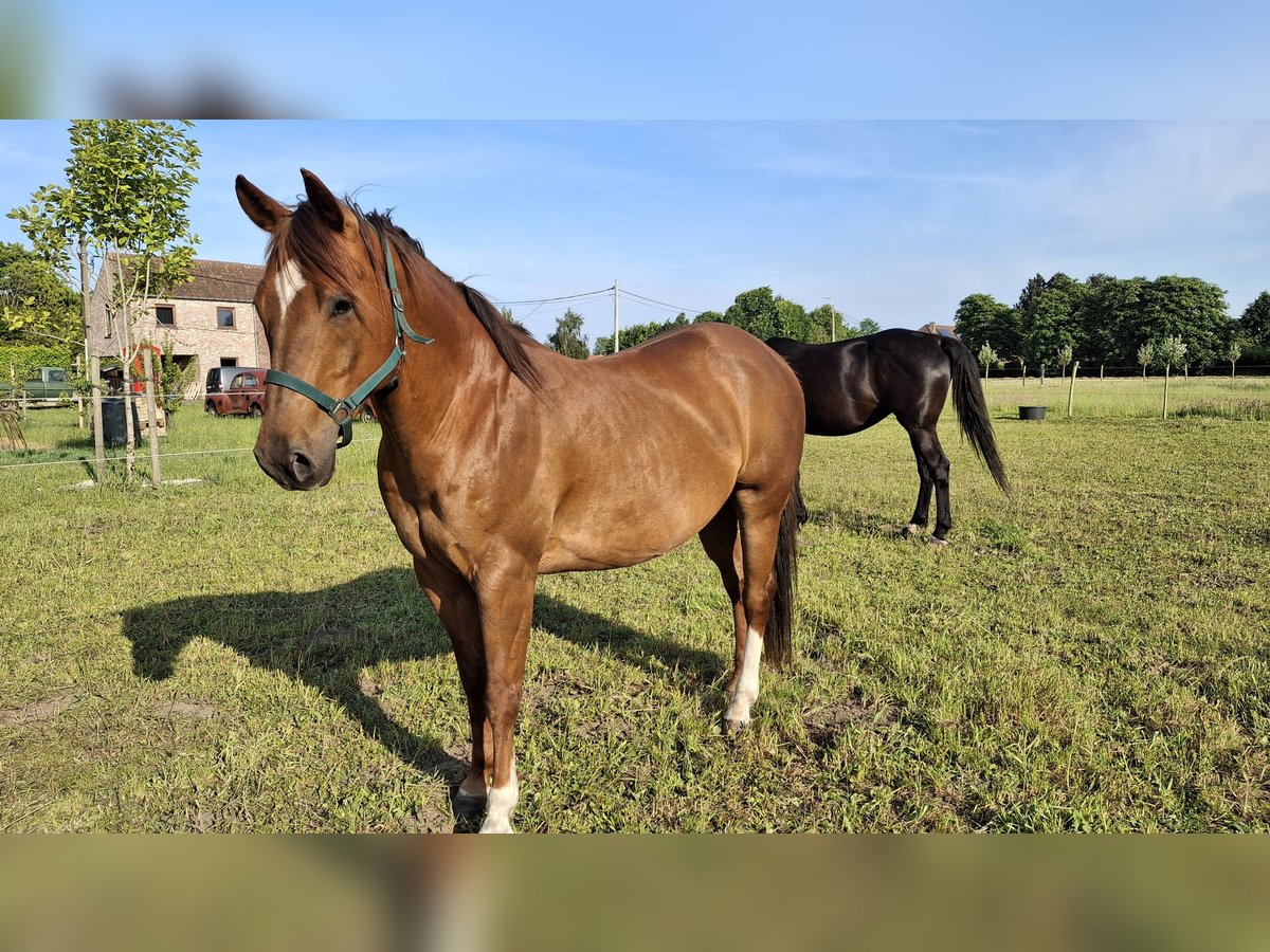 American Quarter Horse Wallach 9 Jahre 148 cm Fuchs in Laarne