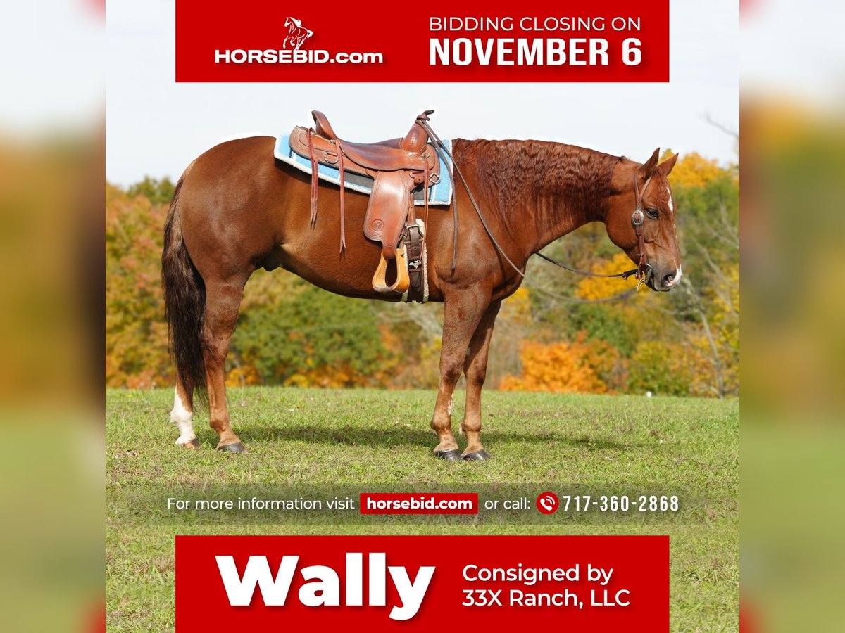 American Quarter Horse Wallach 9 Jahre 150 cm Dunkelfuchs in Needmore, PA