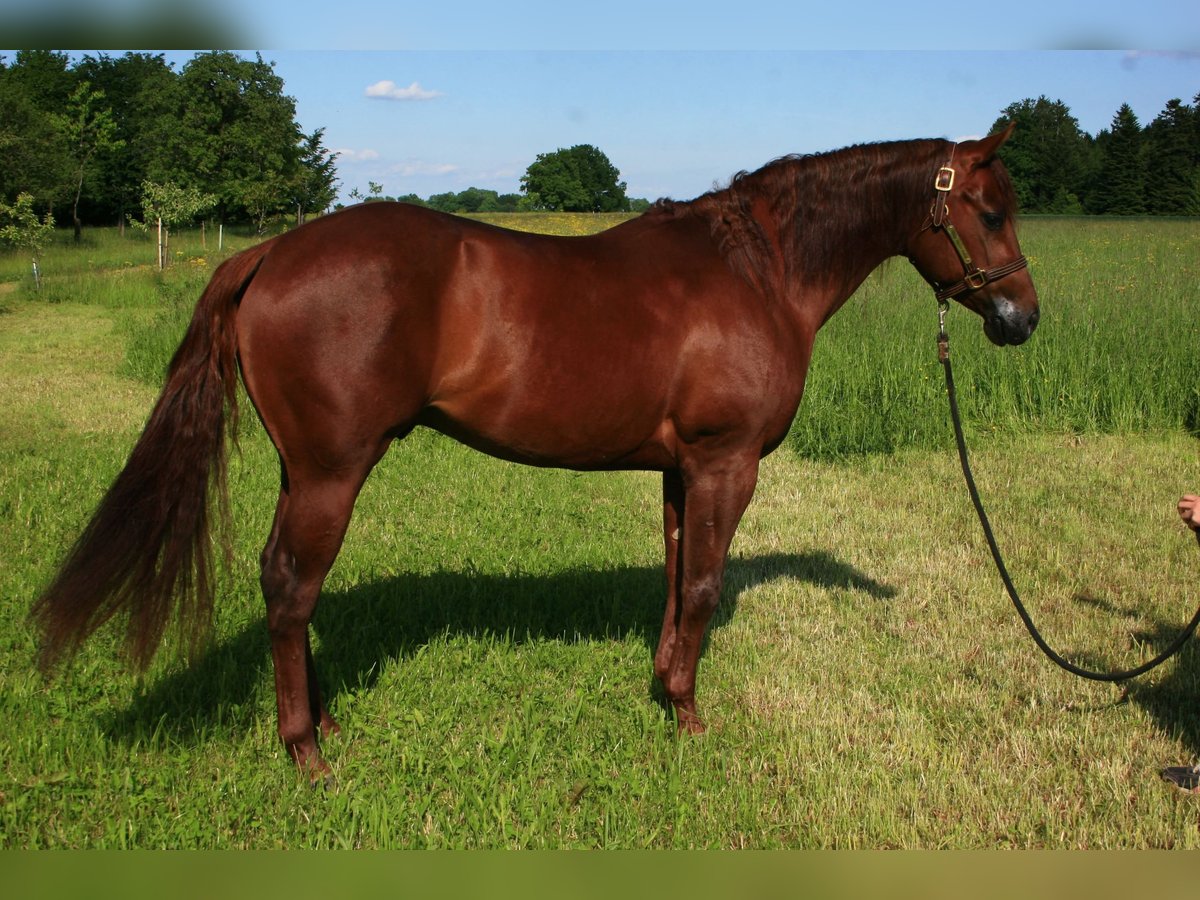 American Quarter Horse Wallach 9 Jahre 150 cm Dunkelfuchs in Lest