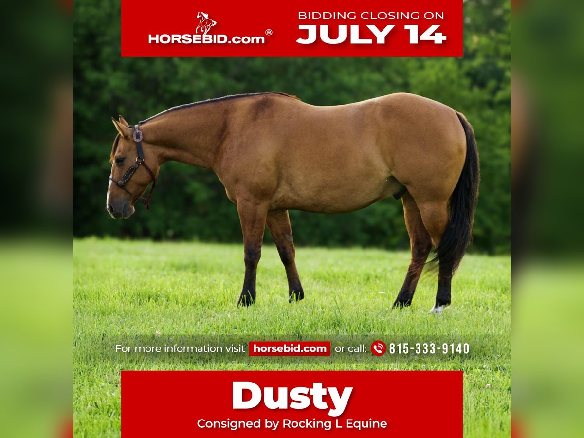 American Quarter Horse Wallach 9 Jahre 150 cm Falbe in Joy, IL