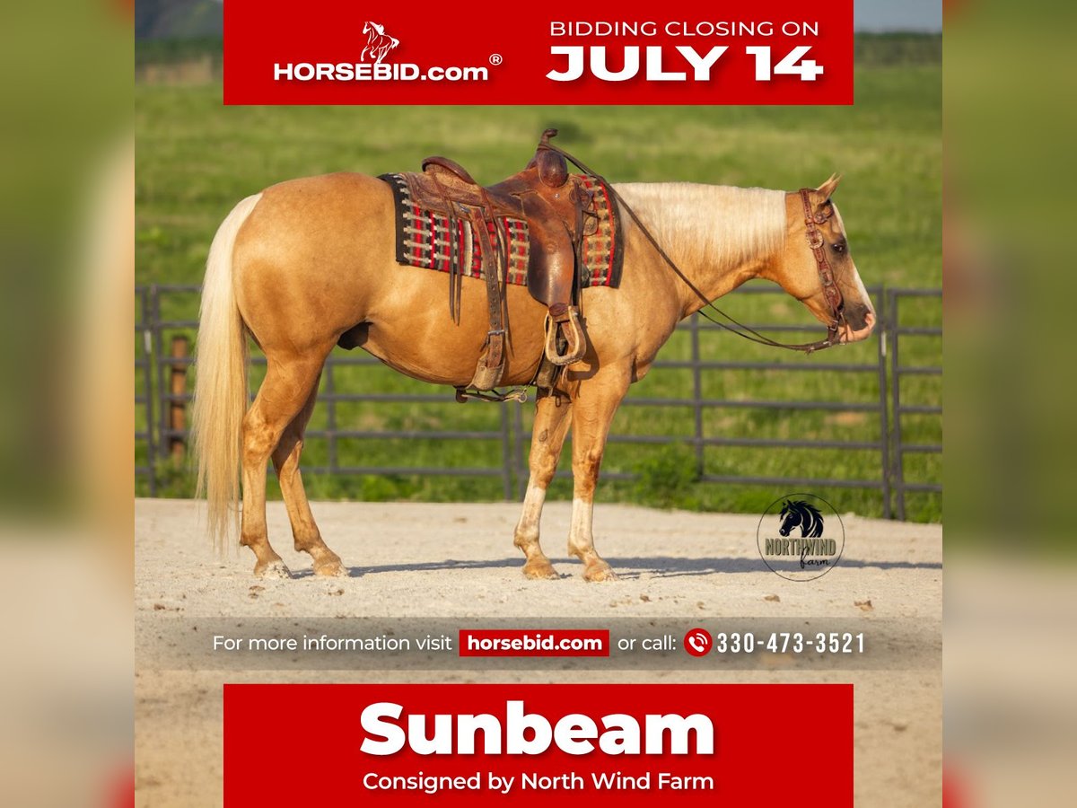 American Quarter Horse Wallach 9 Jahre 150 cm Palomino in Fredericksburg, OH