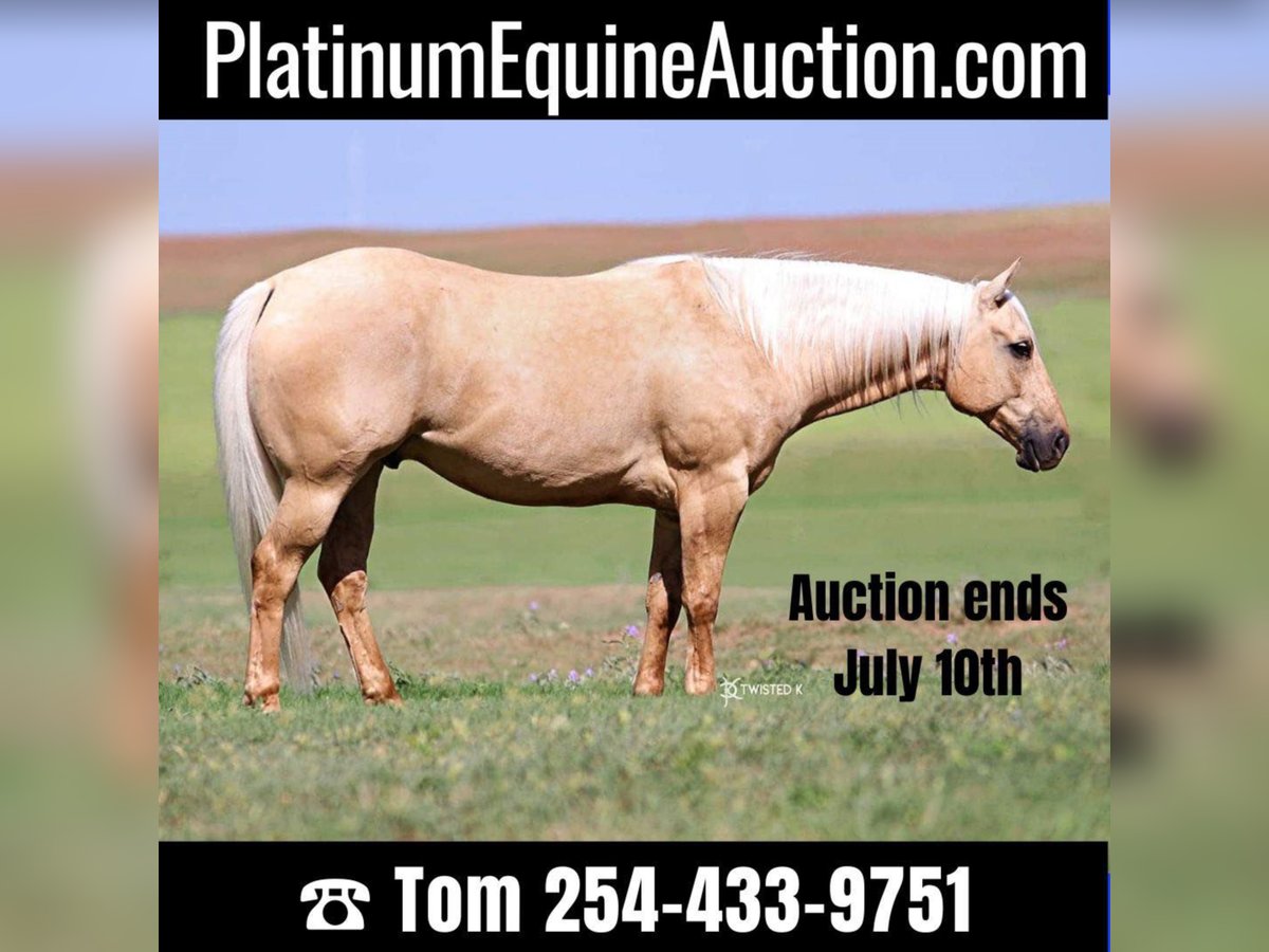 American Quarter Horse Wallach 9 Jahre 150 cm Palomino in Rising Star TX