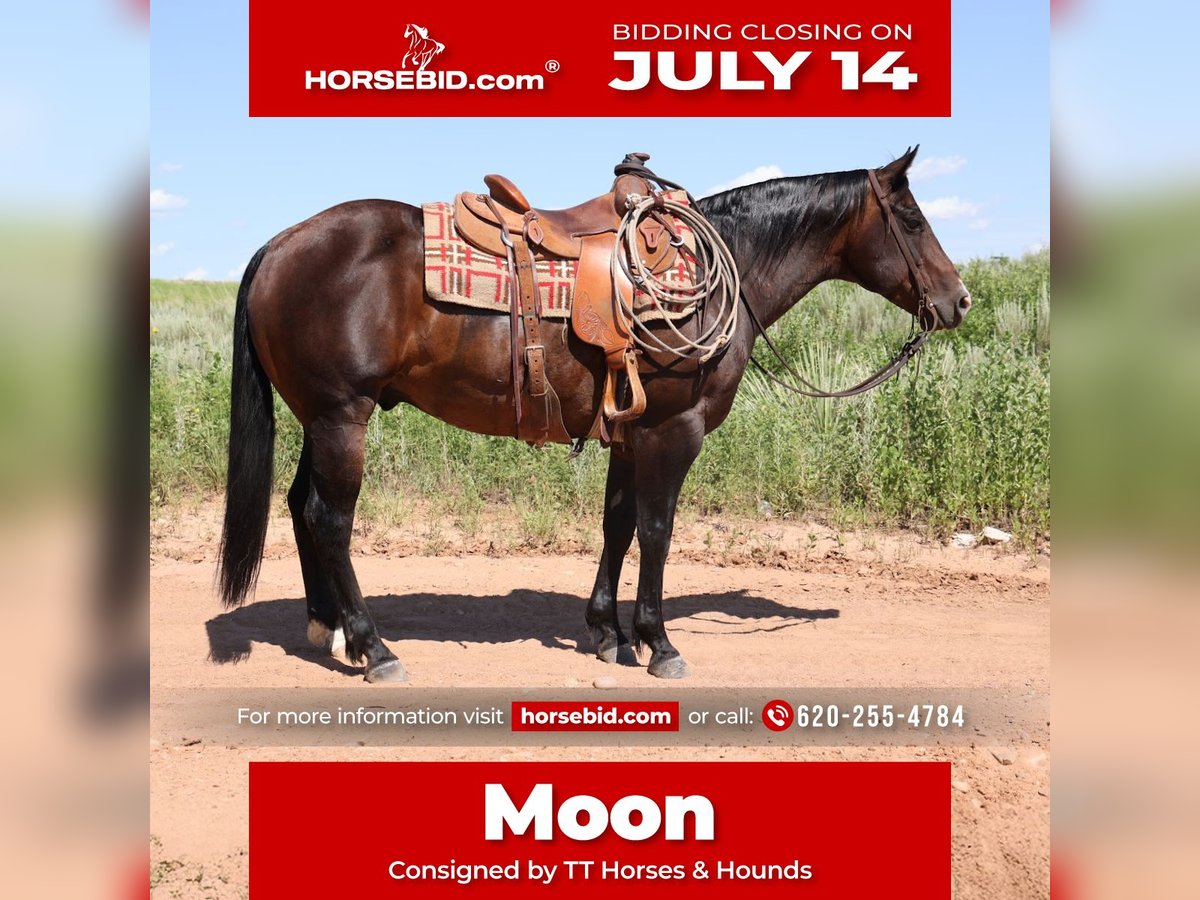 American Quarter Horse Wallach 9 Jahre 150 cm Roan-Bay in Dalhart, TX