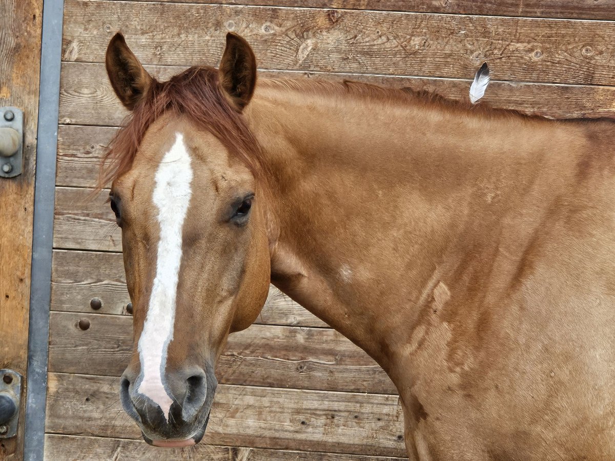 American Quarter Horse Wallach 9 Jahre 150 cm Roan-Red in Buggingen bei M&#xFC;llheim