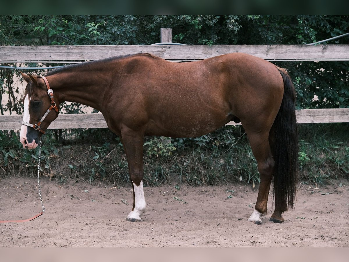 American Quarter Horse Wallach 9 Jahre 151 cm Fuchs in Schildow