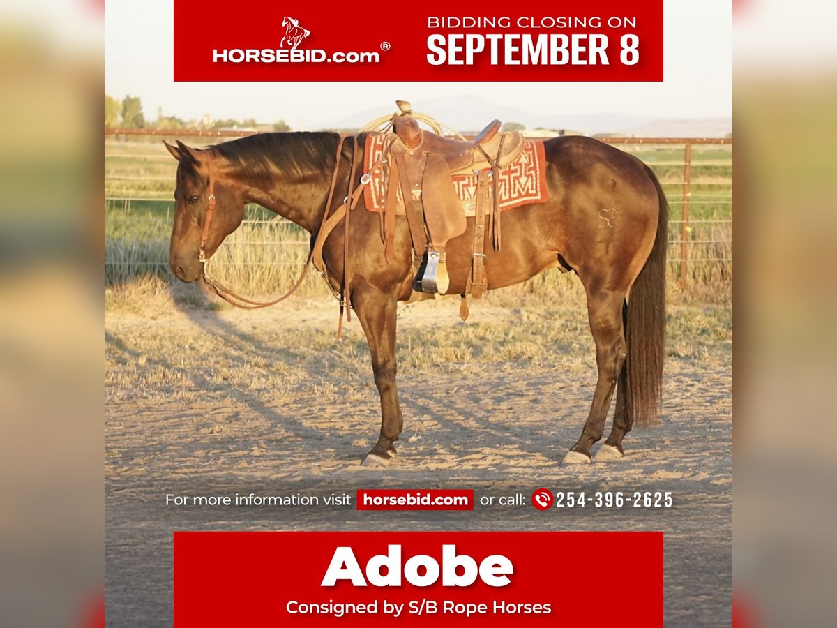 American Quarter Horse Wallach 9 Jahre 152 cm Brauner in Kimberly