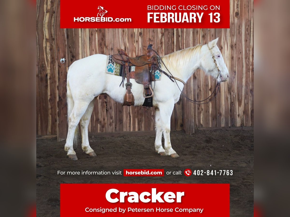 American Quarter Horse Mix Wallach 9 Jahre 152 cm Cremello in Valley Springs, SD