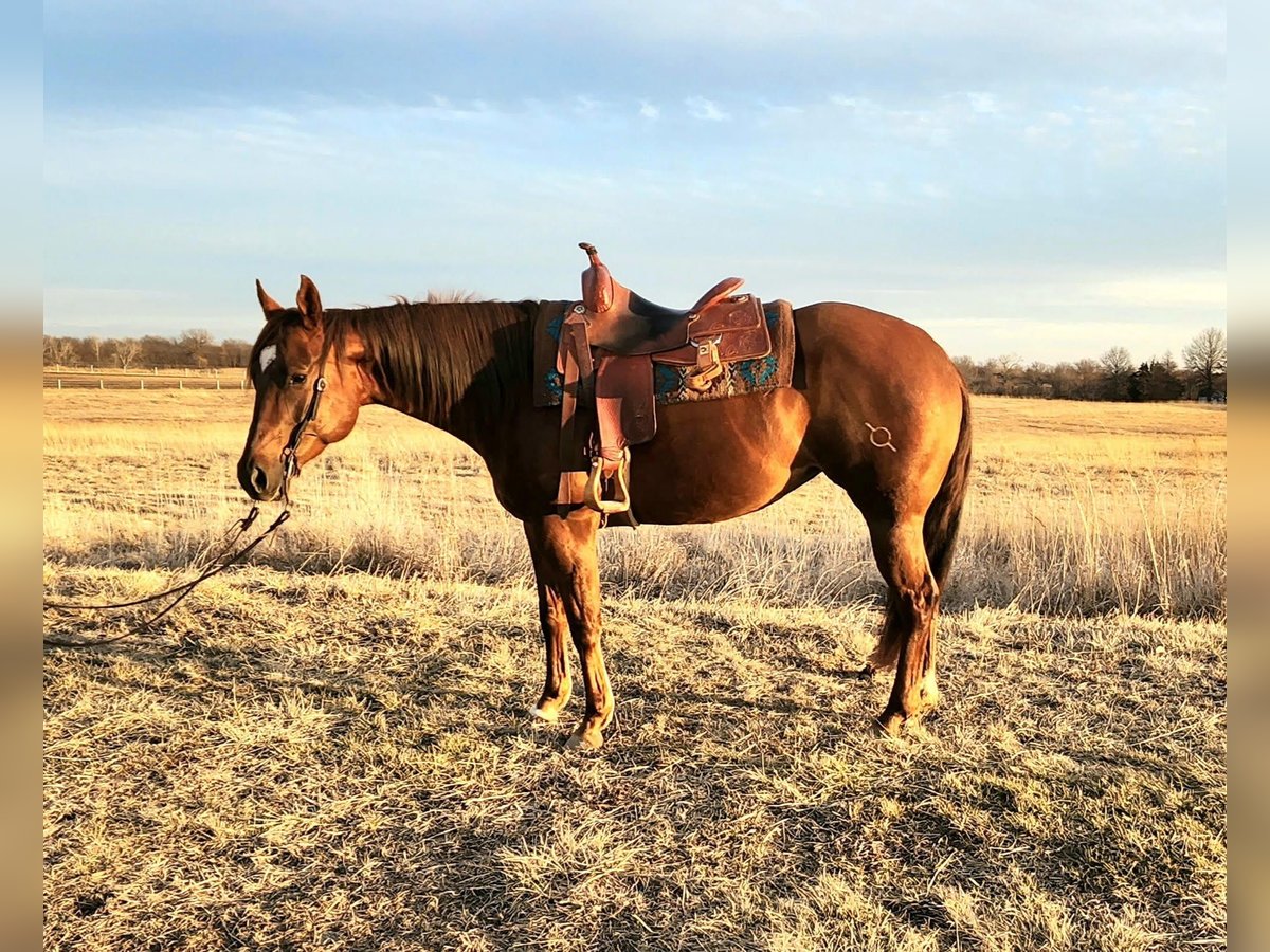 American Quarter Horse Wallach 9 Jahre 152 cm Dunkelfuchs in Cameron MO