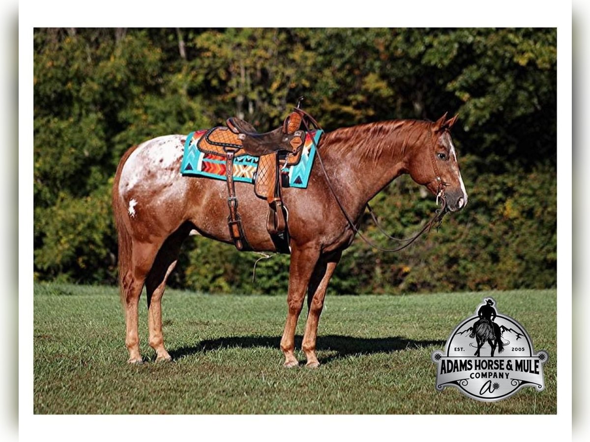 American Quarter Horse Wallach 9 Jahre 152 cm Dunkelfuchs in Mount Vernon