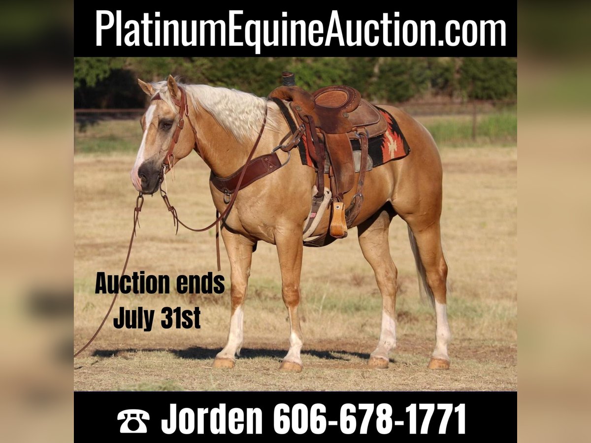 American Quarter Horse Wallach 9 Jahre 152 cm Palomino in Cleburne TX