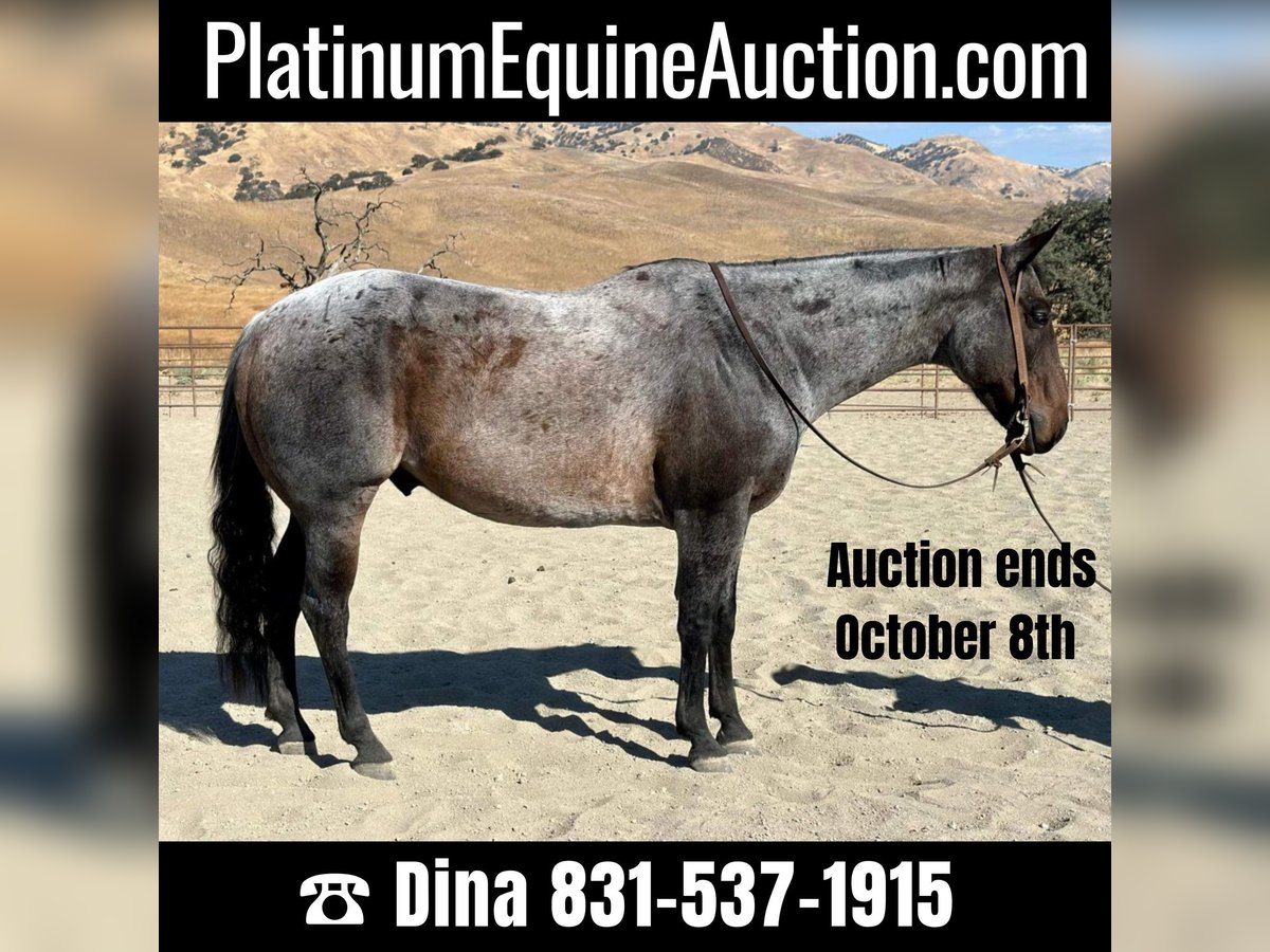 American Quarter Horse Wallach 9 Jahre 152 cm Roan-Blue in Paicines CA