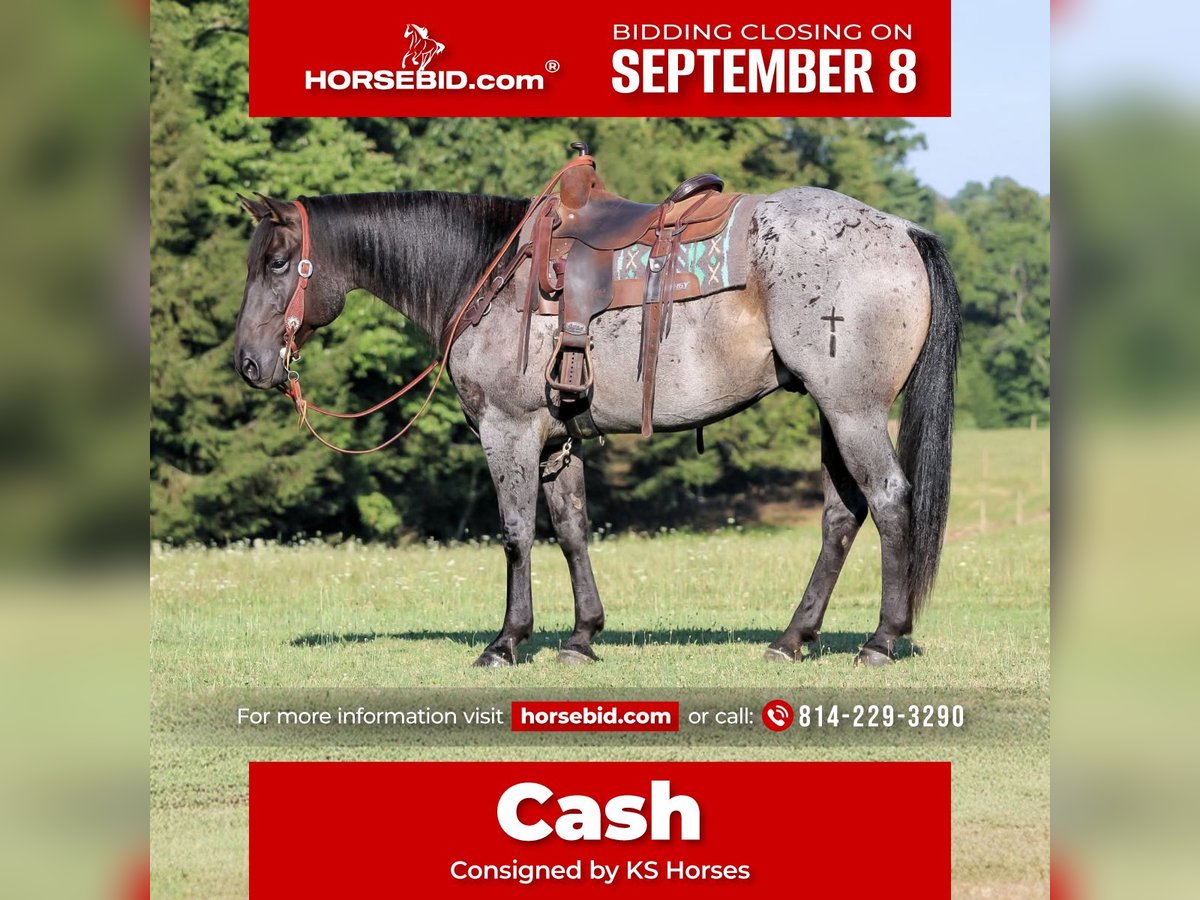American Quarter Horse Wallach 9 Jahre 152 cm Roan-Blue in Clarion, PA