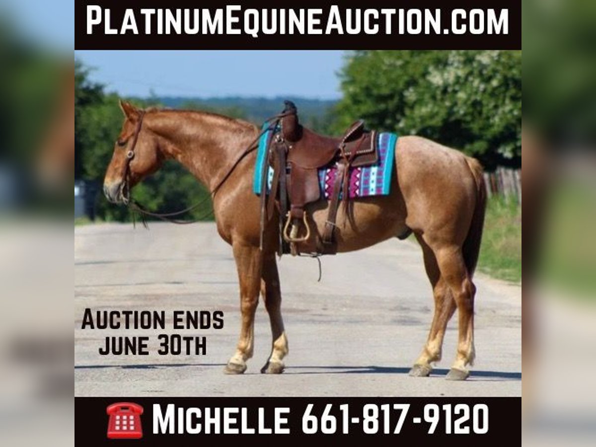 American Quarter Horse Wallach 9 Jahre 152 cm Roan-Red in STEPHENVILLE, TX