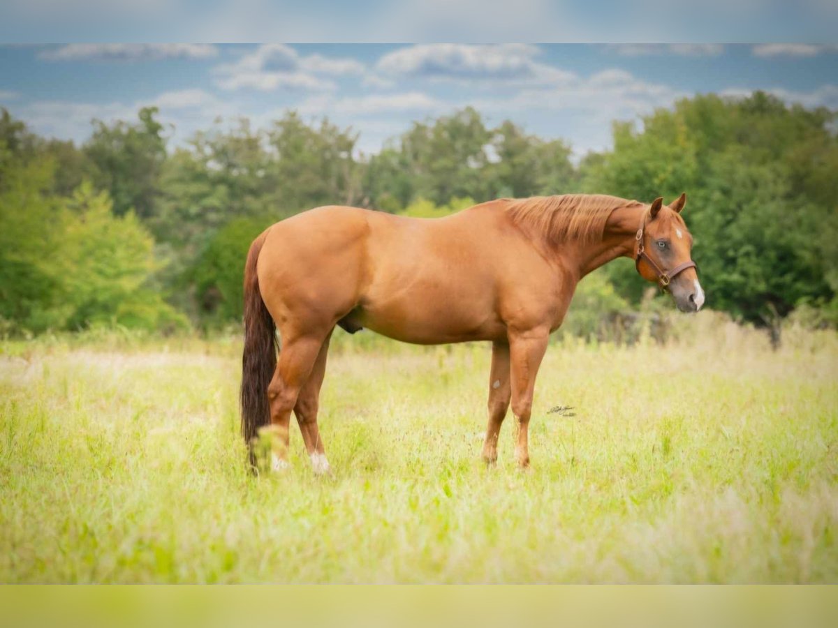 American Quarter Horse Wallach 9 Jahre 153 cm Fuchs in Flebour