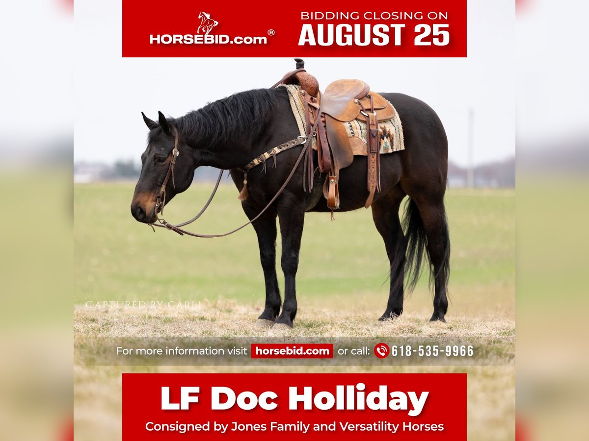 American Quarter Horse Wallach 9 Jahre 155 cm Brauner in Lewistown