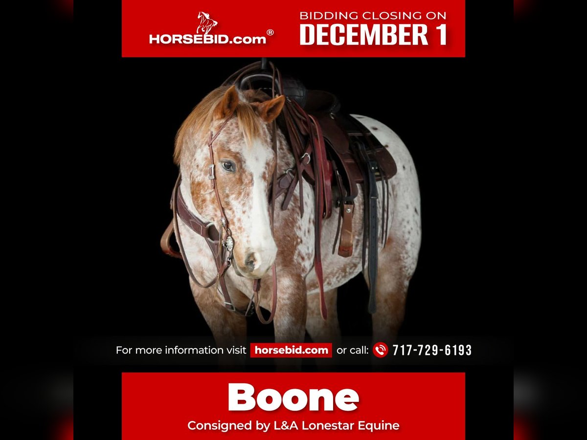 American Quarter Horse Wallach 9 Jahre 155 cm Dunkelfuchs in Needmore