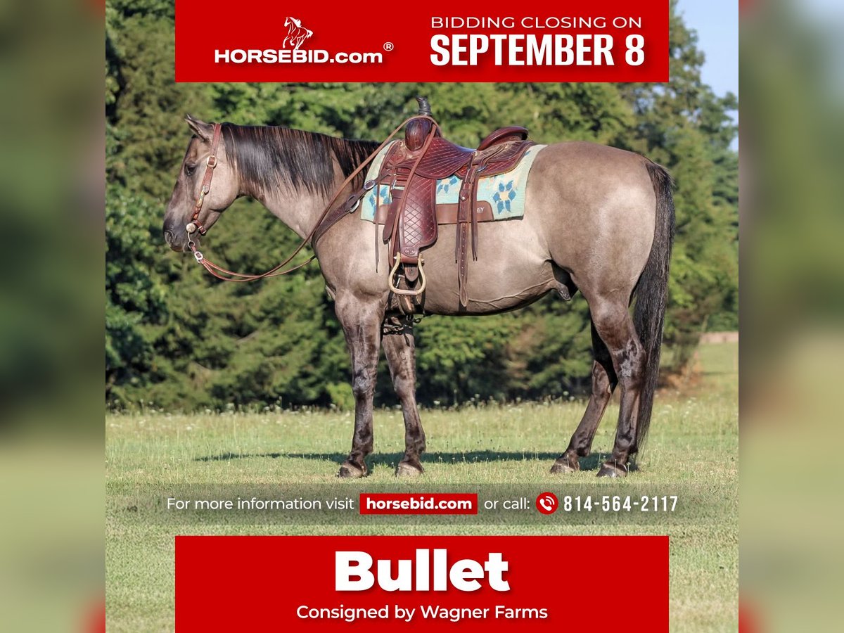 American Quarter Horse Wallach 9 Jahre 155 cm Grullo in Clarion