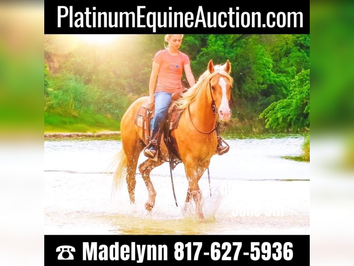 American Quarter Horse Wallach 9 Jahre 155 cm Palomino in Bluff Dale TX