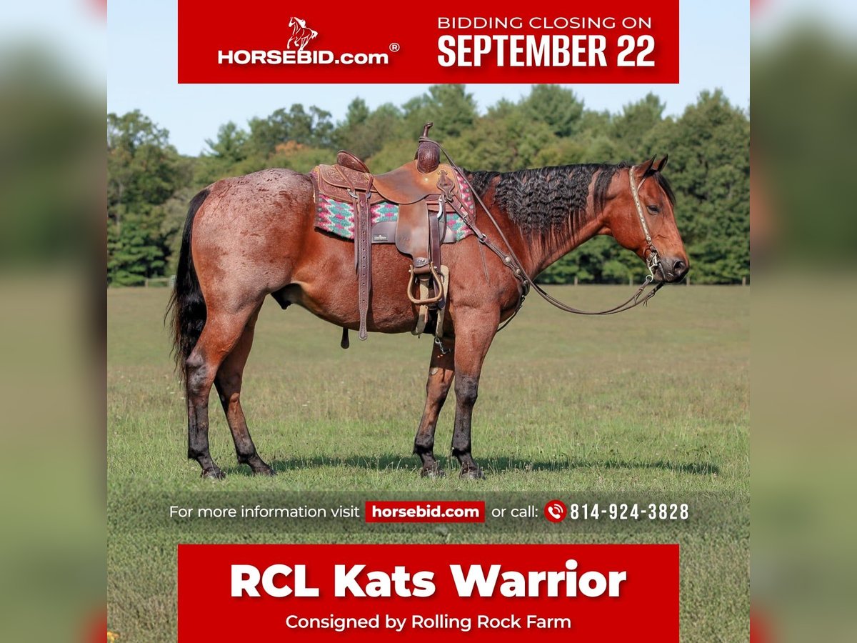 American Quarter Horse Wallach 9 Jahre 155 cm Roan-Bay in Clarion