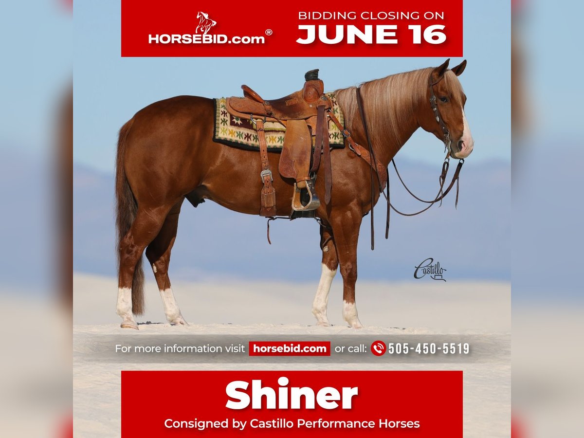 American Quarter Horse Wallach 9 Jahre 155 cm Rotfuchs in Belen, NM