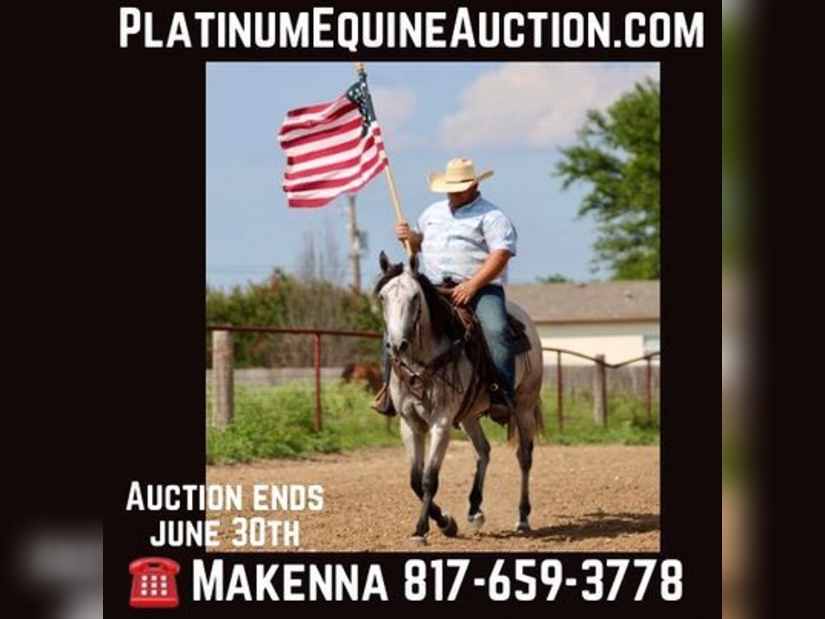 American Quarter Horse Wallach 9 Jahre 155 cm Schimmel in STEPHENVILLE, TX