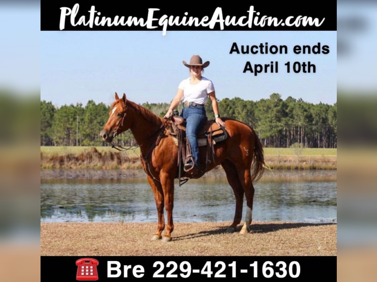 American Quarter Horse Wallach 9 Jahre 157 cm Dunkelfuchs in Boston GA