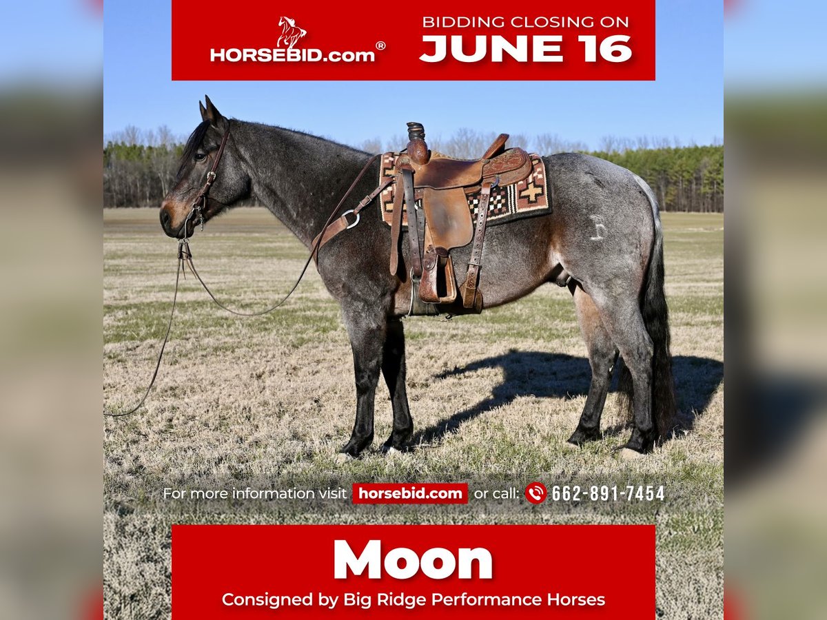 American Quarter Horse Wallach 9 Jahre 157 cm Roan-Bay in Baldwyn, MS