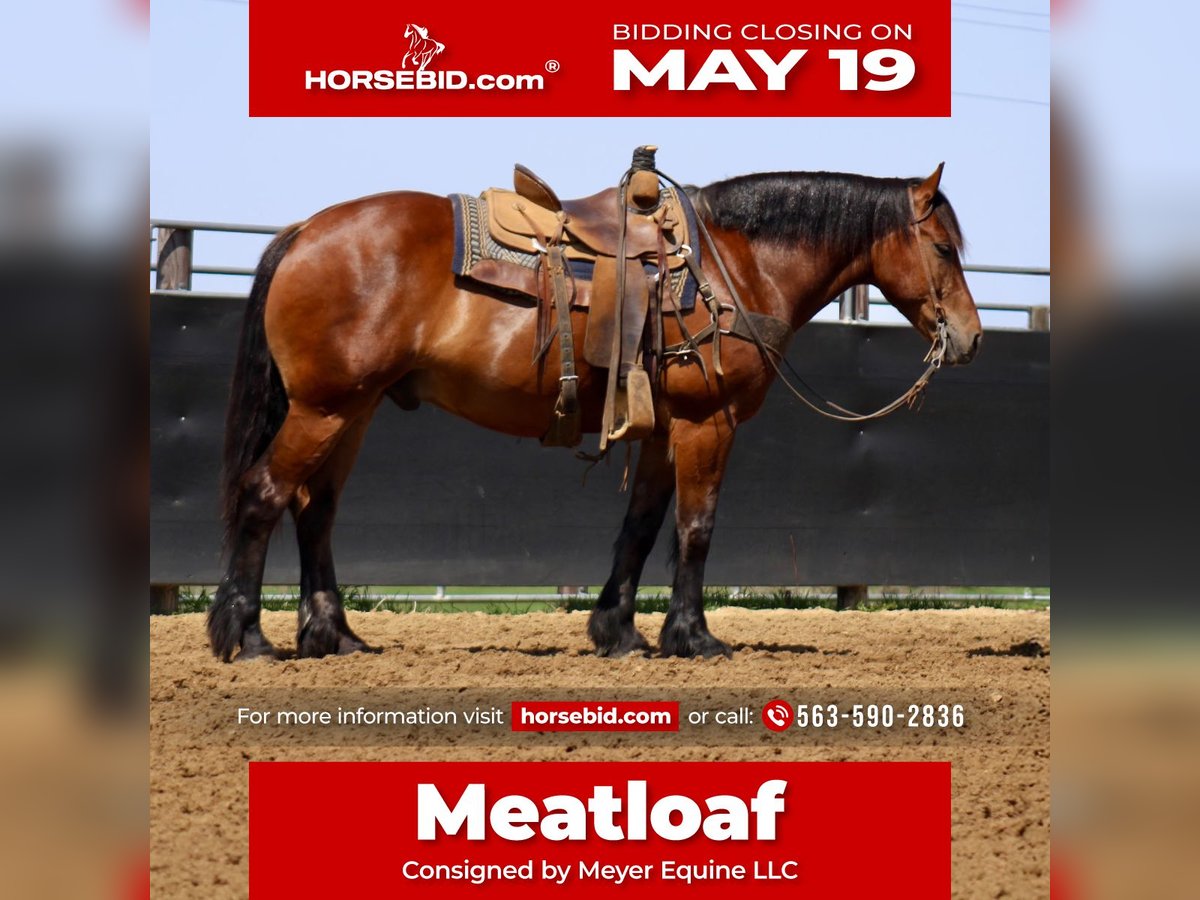 American Quarter Horse Mix Wallach 9 Jahre 157 cm Rotbrauner in La Motte, IA