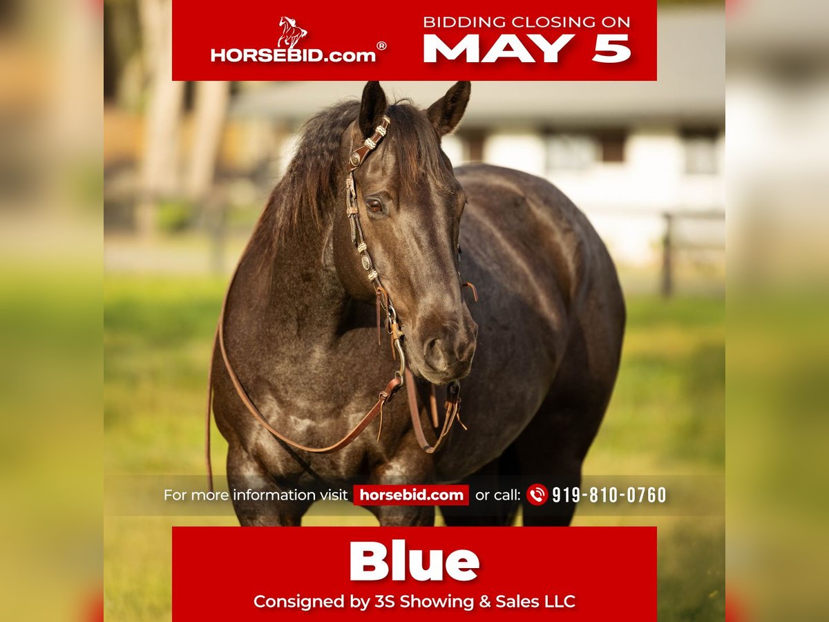 American Quarter Horse Wallach 9 Jahre 160 cm in Ocala, FL