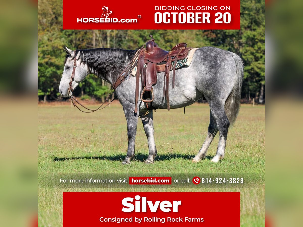 American Quarter Horse Wallach 9 Jahre 160 cm Schimmel in Clarion