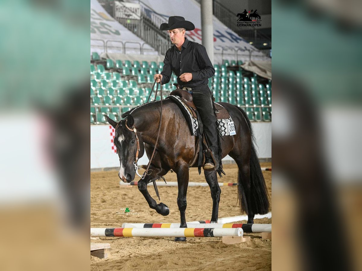 American Quarter Horse Wallach 9 Jahre 163 cm Rappe in Lorsch