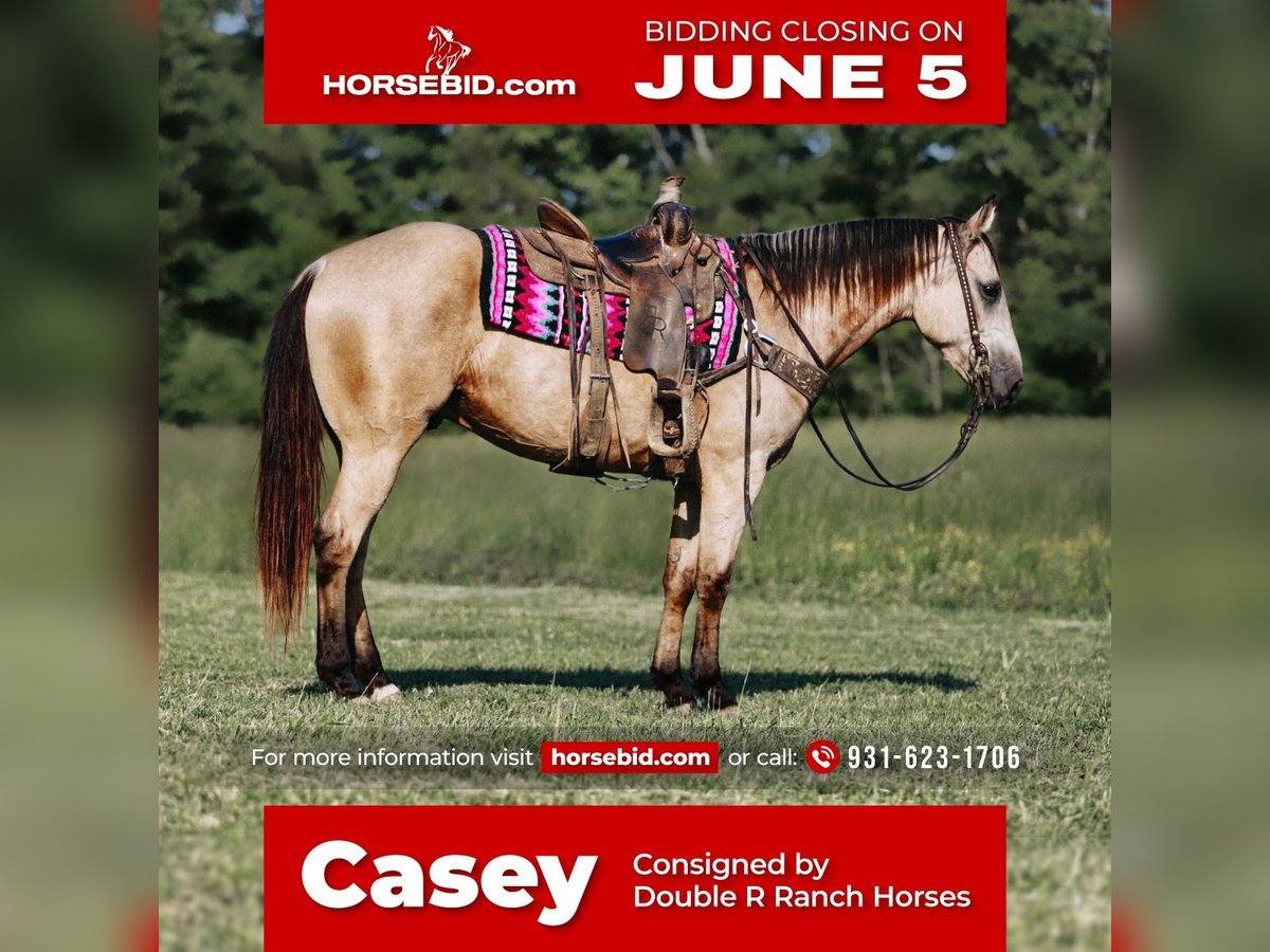 American Quarter Horse Wallach 9 Jahre Buckskin in Lyles, TN