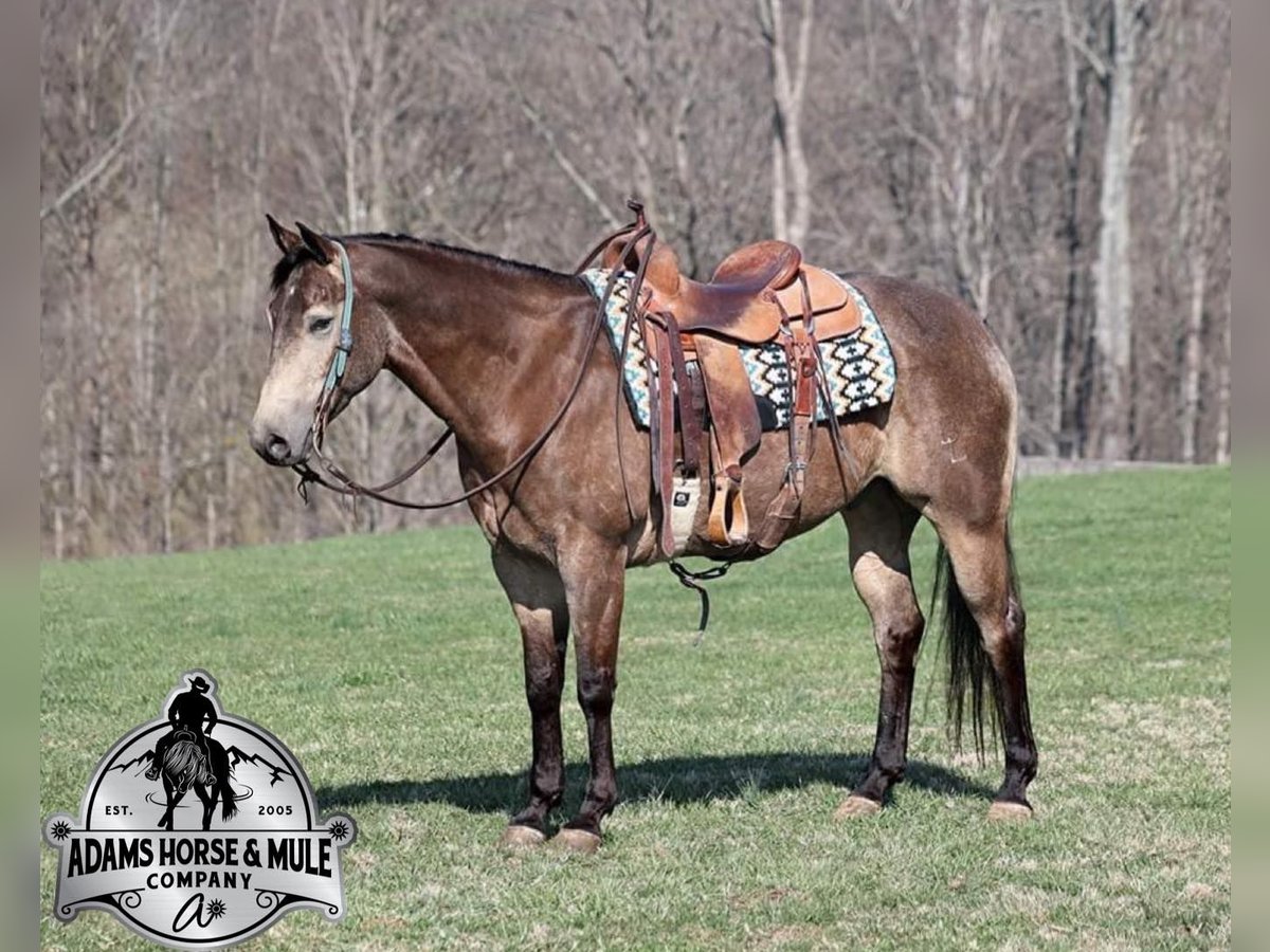 American Quarter Horse Wallach 9 Jahre Buckskin in Mount Vernon