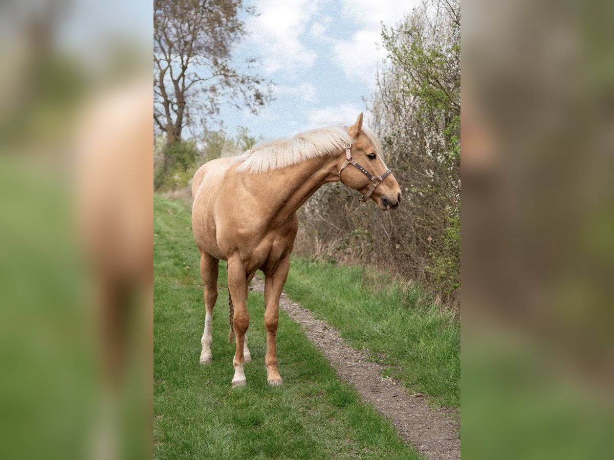 American Quarter Horse Wallach 9 Jahre Palomino in Bürstadt