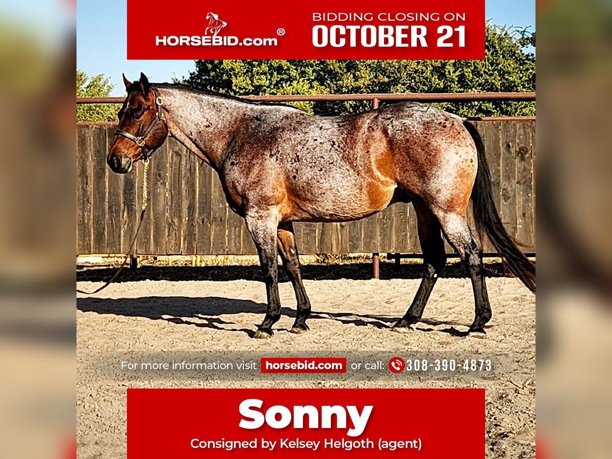 American Quarter Horse Wallach 9 Jahre Roan-Bay in Grand Island, NE