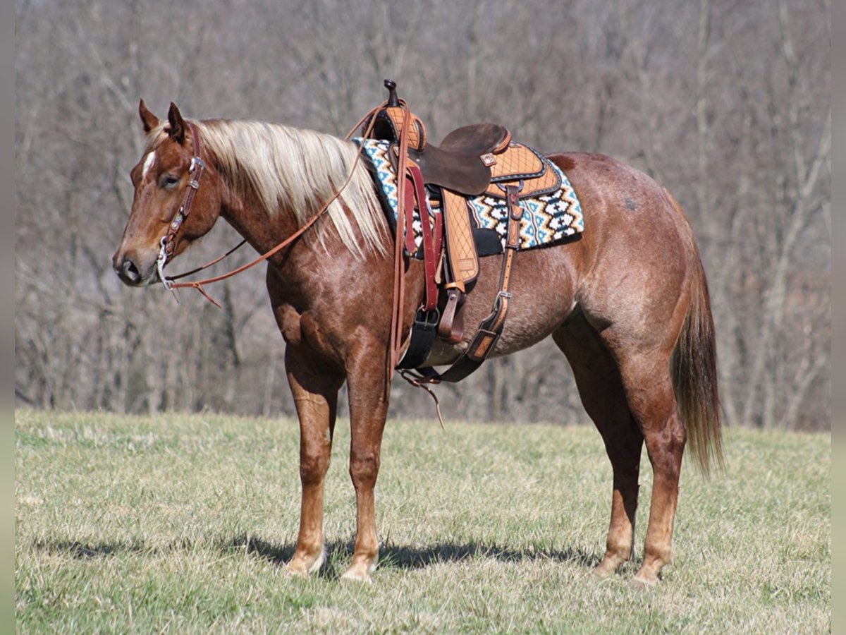 American Quarter Horse Wallach 9 Jahre Roan-Red in Mount Vernon KY