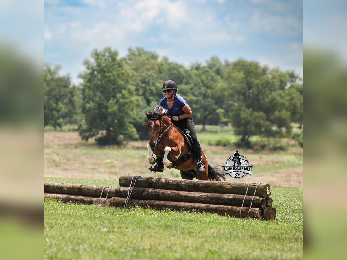 American Quarter Horse Wallach 9 Jahre Tobiano-alle-Farben in Far Hills