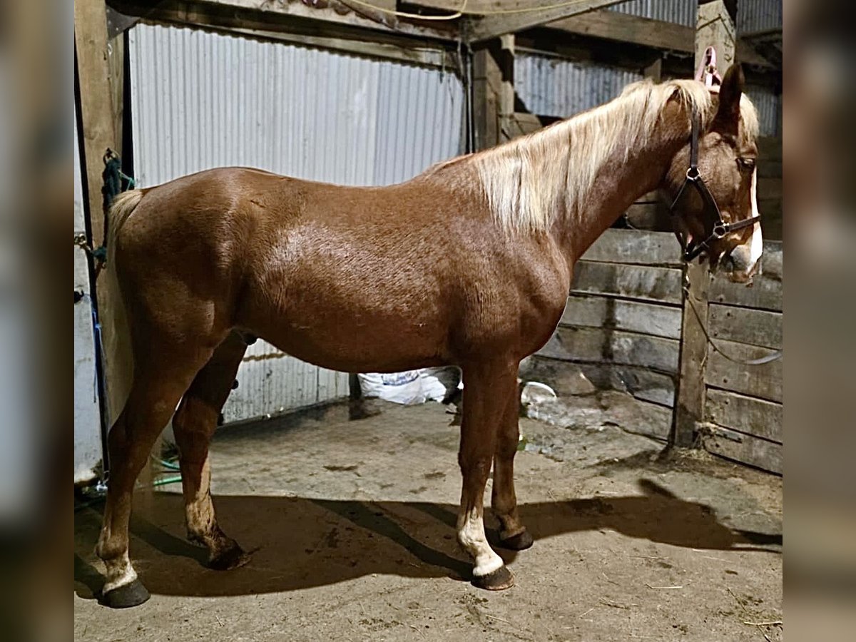 American Saddlebred Mix Gelding 4 years 15 hh Sorrel in Wellsville