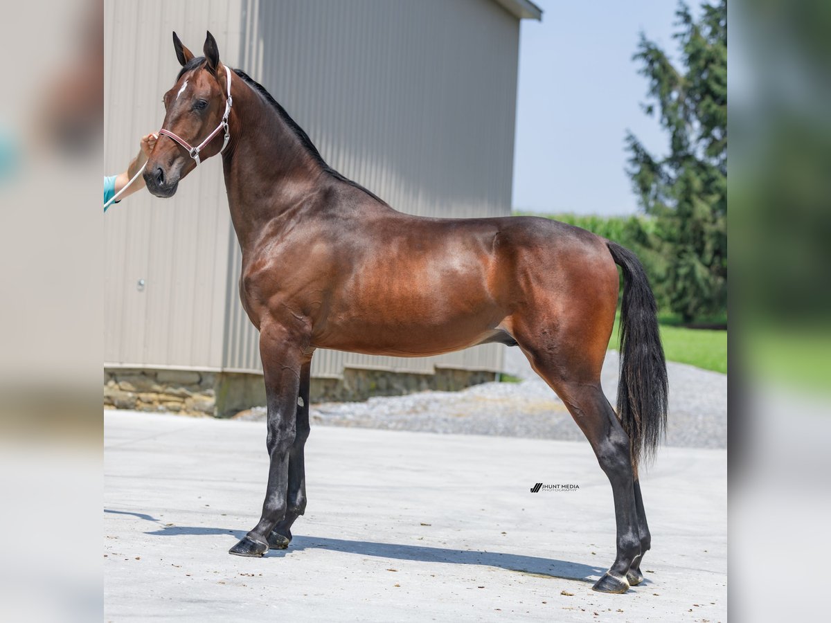 American Saddlebred Hengst 1 Jahr 160 cm Brauner in Narvon American Saddlebred Hengst 1 Jahr 160 cm Brauner in Narvon
