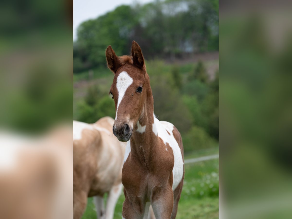 American Saddlebred Hengst 2 Jaar 165 cm Gevlekt-paard in Kierspe