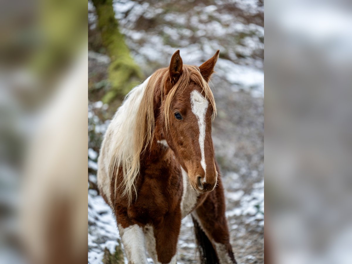 American Saddlebred Hengst 2 Jahre 165 cm Schecke in Kierspe