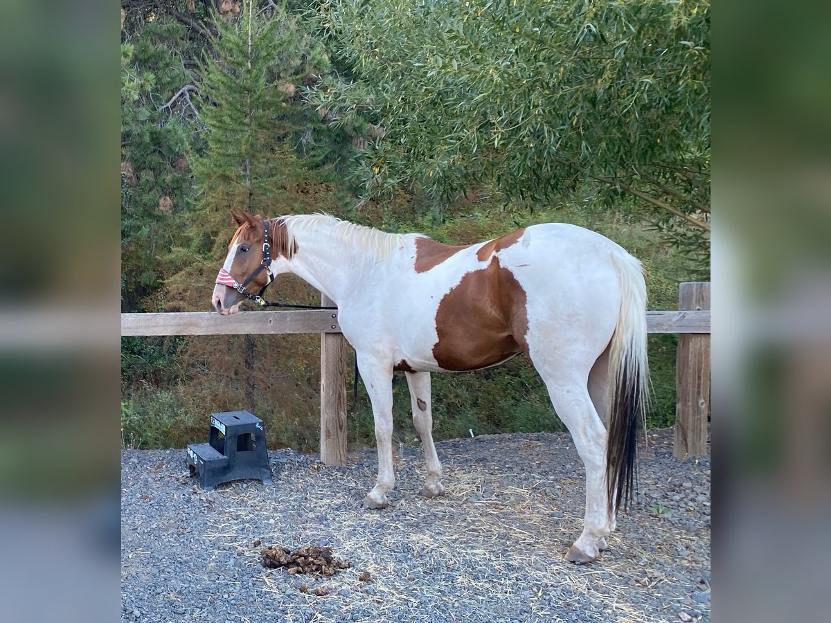 American Saddlebred Hongre 12 Ans in london