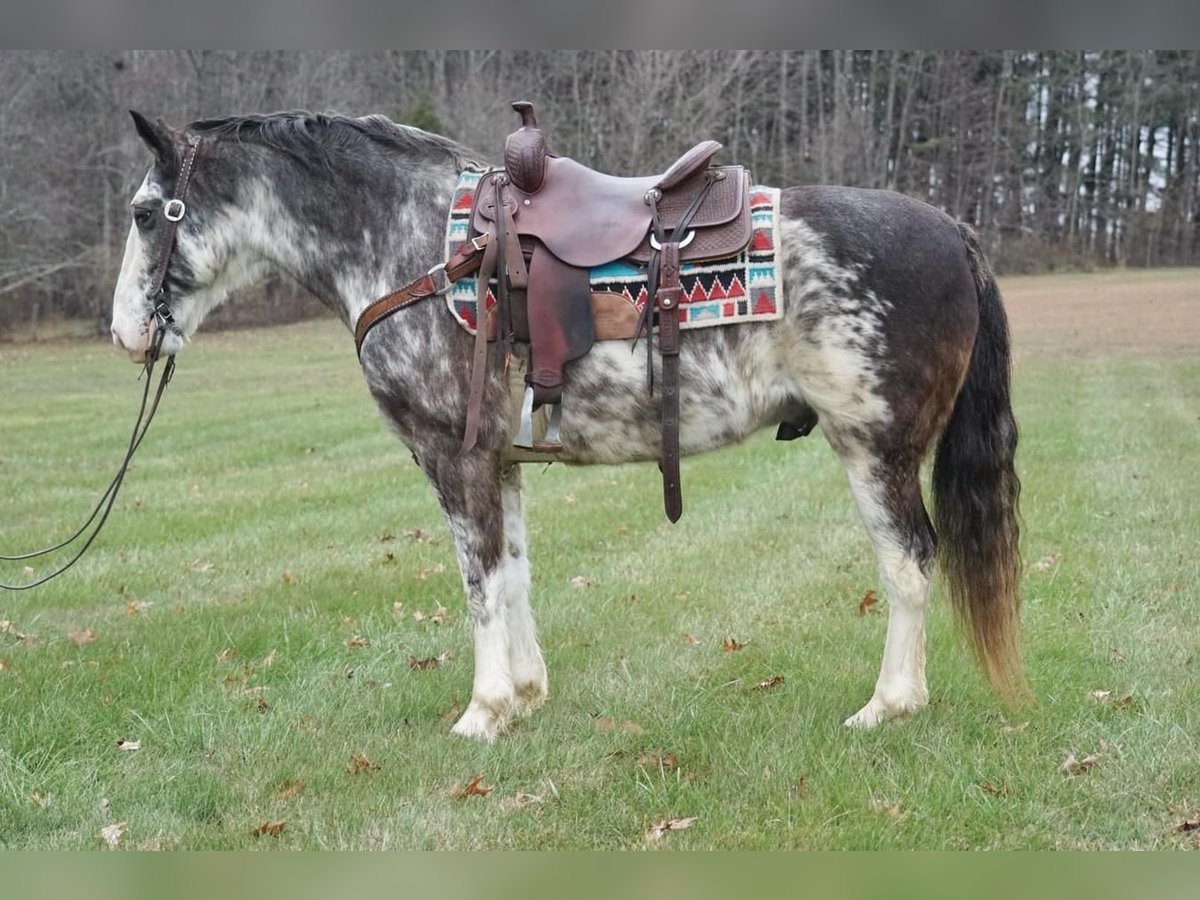 American Saddlebred Hongre 13 Ans 150 cm Rouan Bleu in Rineyville