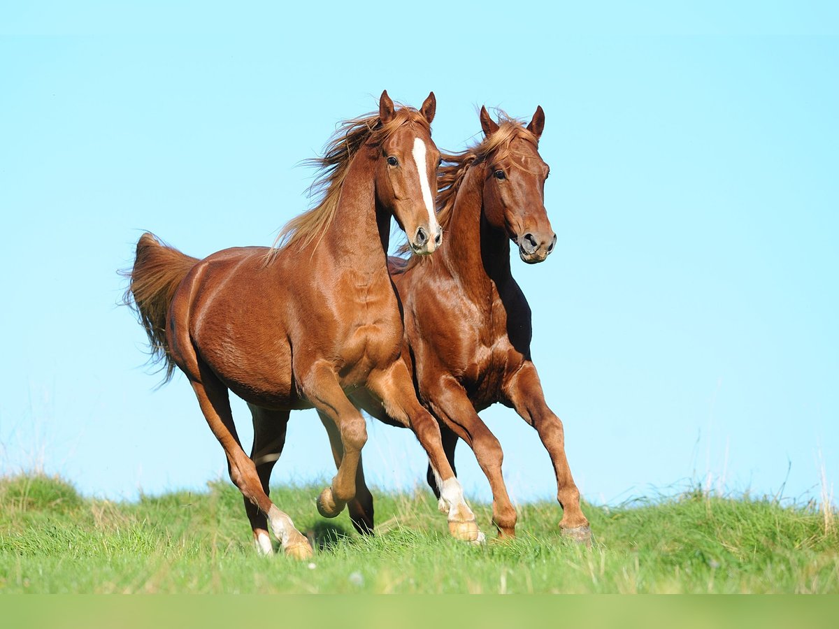 American Saddlebred Hongre 6 Ans 165 cm Alezan in Kierspe