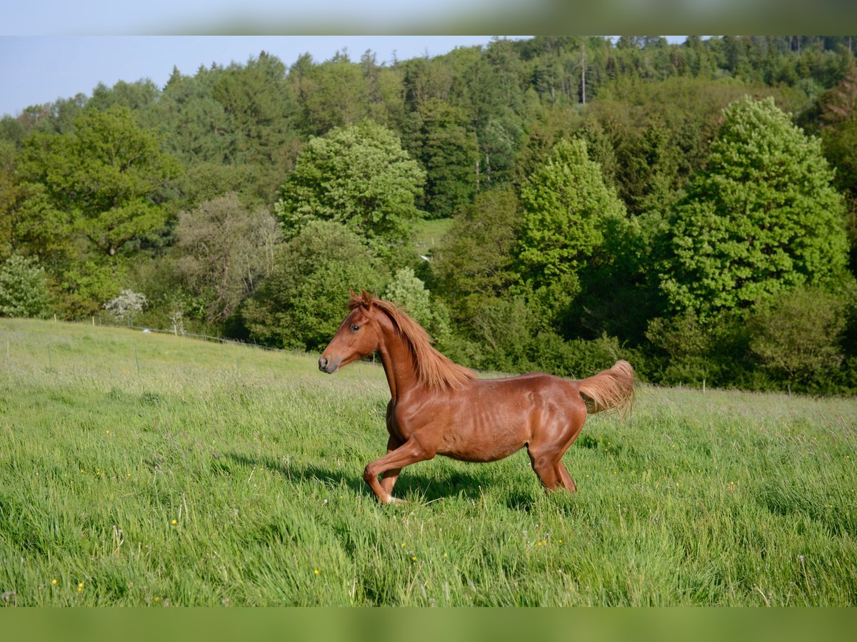 American Saddlebred Klacz 3 lat 162 cm Kasztanowata in Kierspe